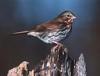 fox sparrow